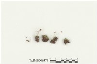 藏品(柔葉真苔)的圖片